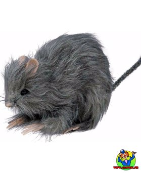 Petit rat poilu - Vue 1