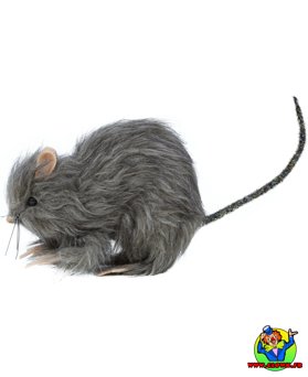 Petit rat poilu - Vue 2