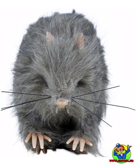 Petit rat poilu - Vue 3