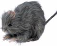 Petit rat poilu autre image 0