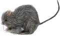 Petit rat poilu autre image 1