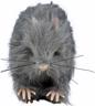 Petit rat poilu autre image 2