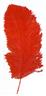 Plume d'autruche rouge autre image 0