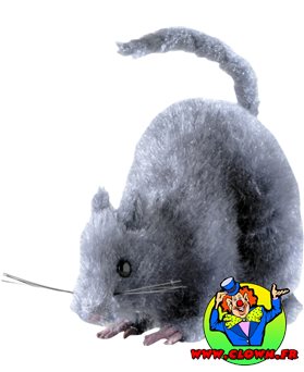 Rat gris poilu