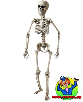 Squelette réaliste articule