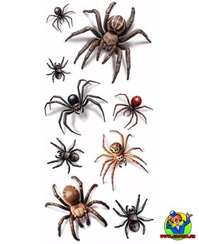 Tatouage araignées - Vue 1